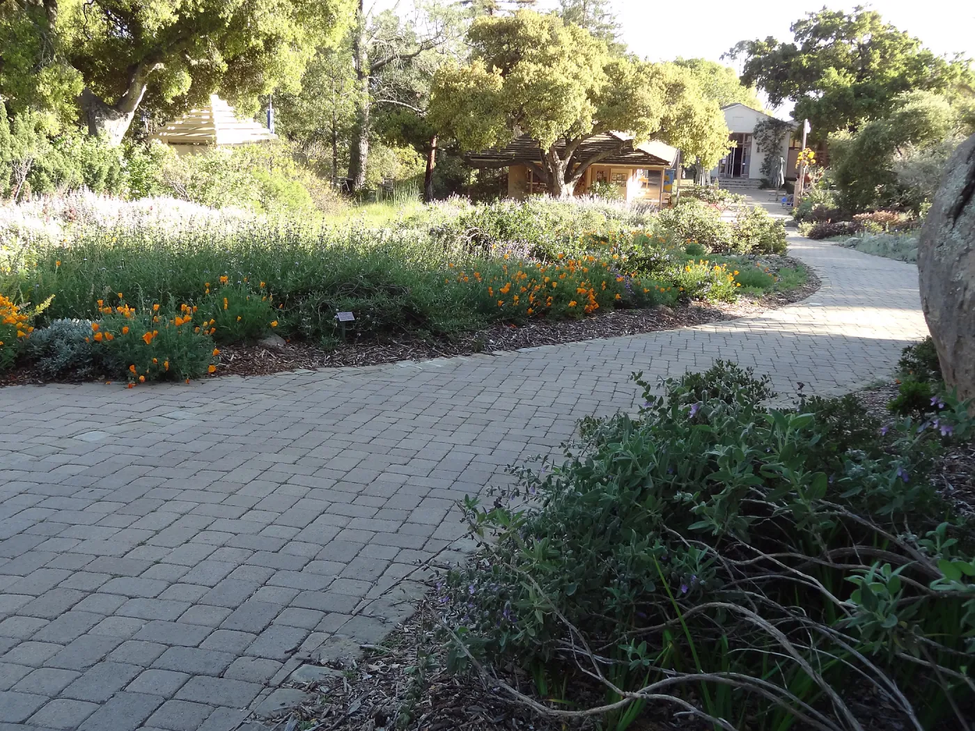 Lower Meadow and pavered path leading back to the Courtyard, late afternoon sunlight