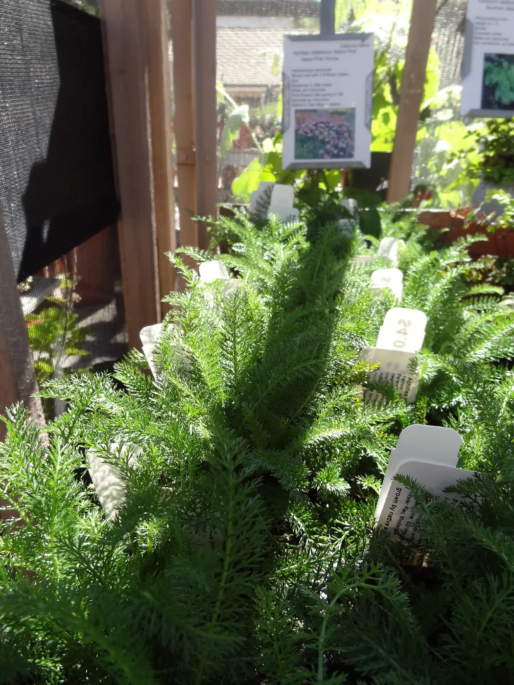 Spring Plant Sale 2013, Achillea (yarrow)