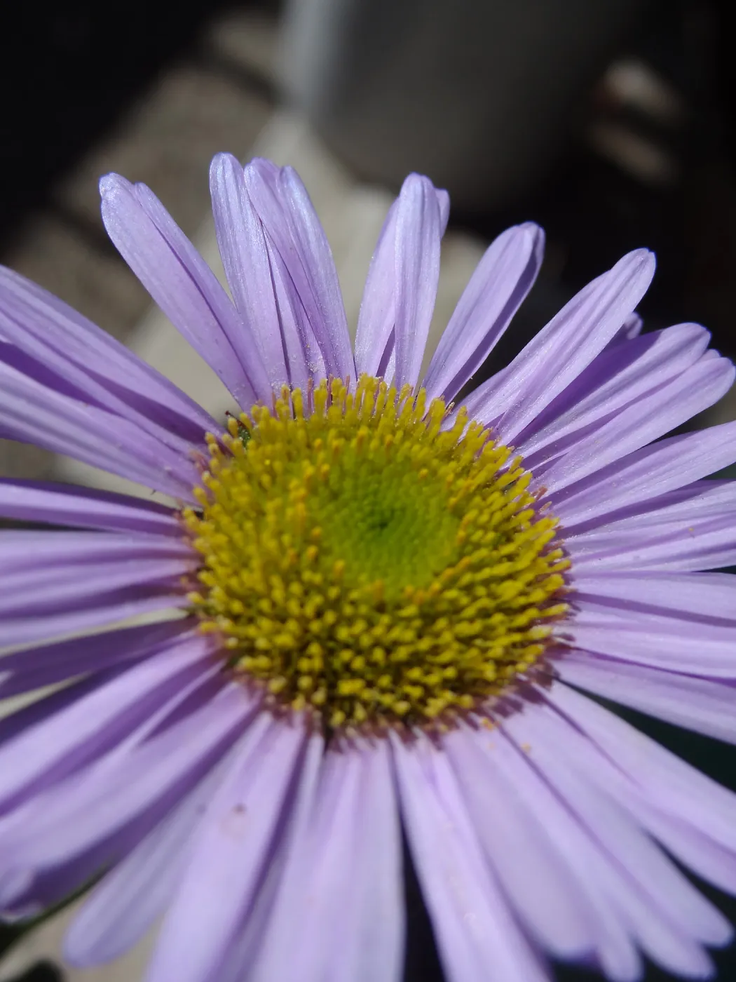 Spring Plant Sale 2013, Erigeron