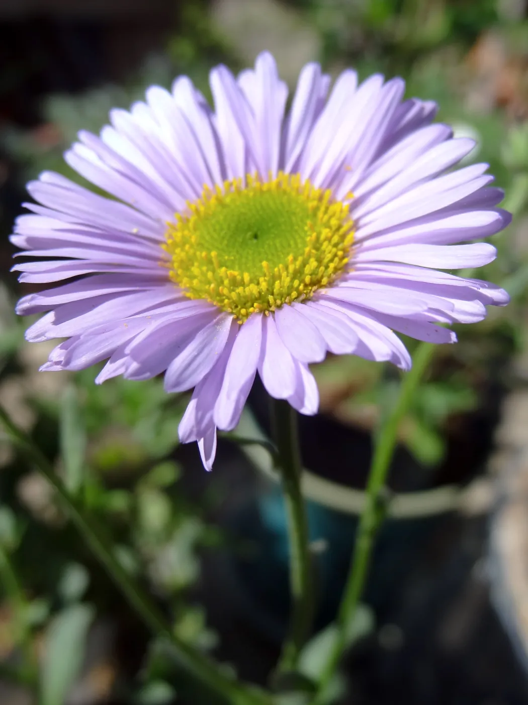 Spring Plant Sale 2013, Erigeron