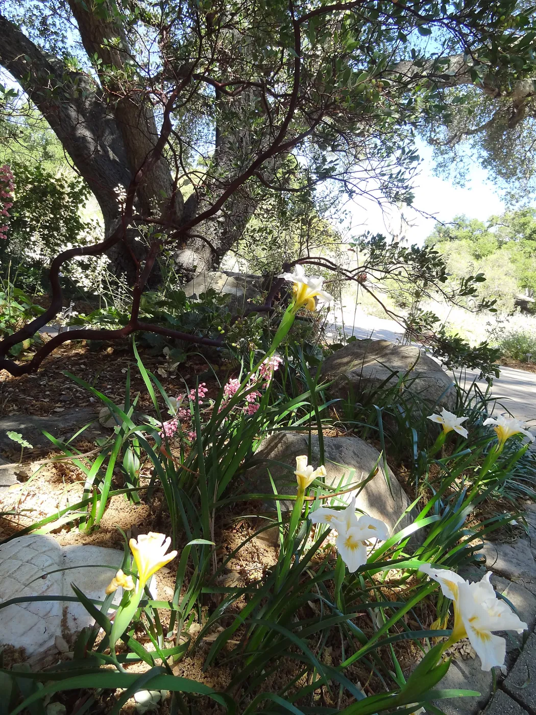 Entrance oak with Iris Canyon Snow and pink Heuchera