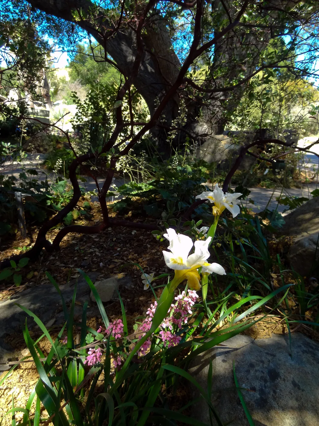 Entrance oak with Iris Canyon Snow and pink Heuchera