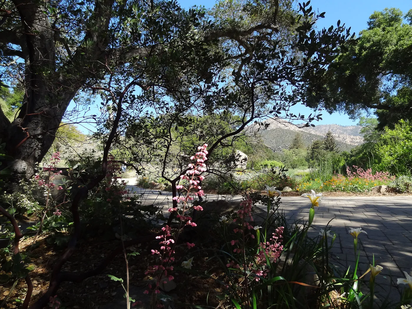 Entrance oak with Iris Canyon Snow and pink Heuchera