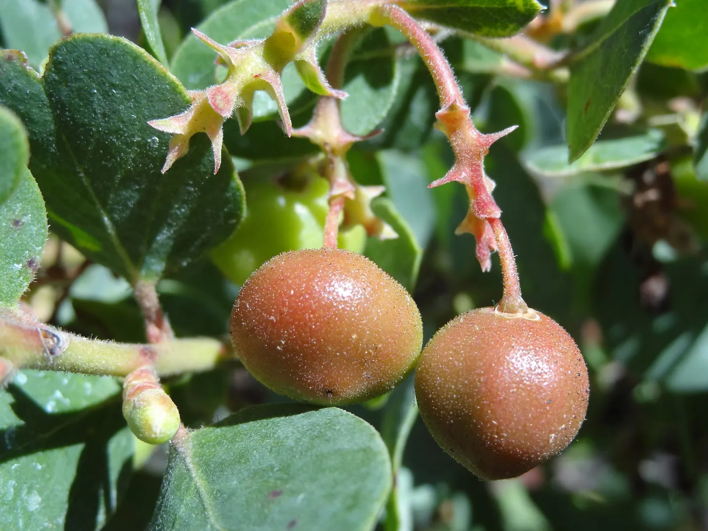 Manzanita in fruit at Garden entrance