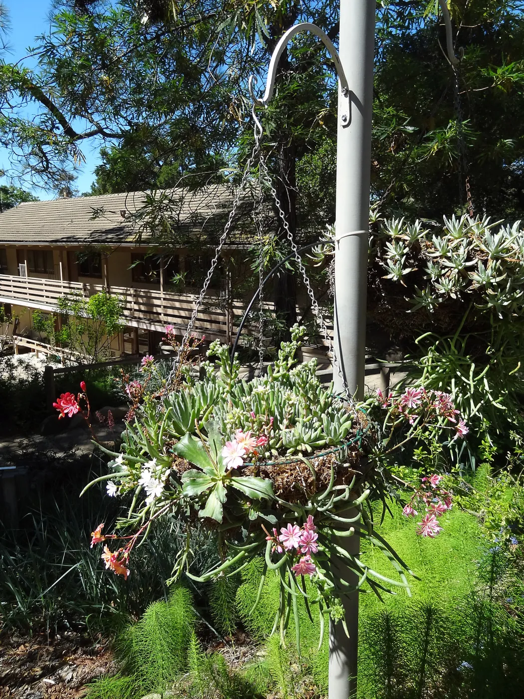 Hanging baskets at Garden entrance, Lewisia and Dudleya (liveforevers)