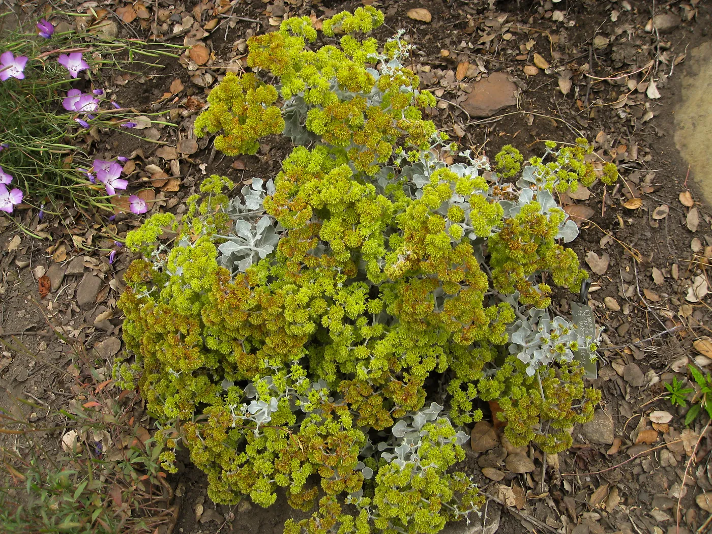 Saffron-flowered buckwheat, Eriogonum crocatum