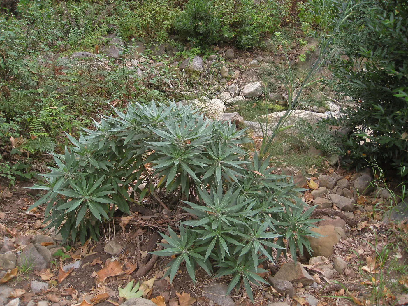 Weedy Echium in Mission Creek below the dam