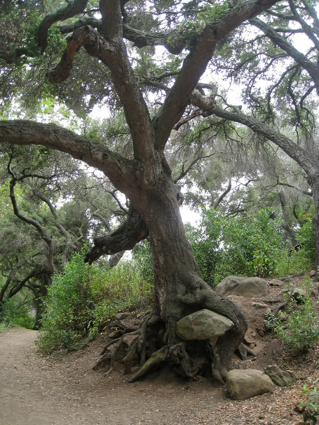Oak (Coastal Live Oak) near old Island Section with Ruth Emanuel bolder