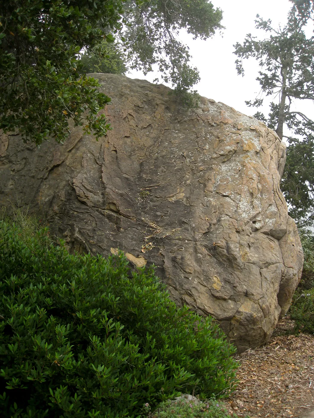 Rhamnus Little Sur at Blaksley Boulder