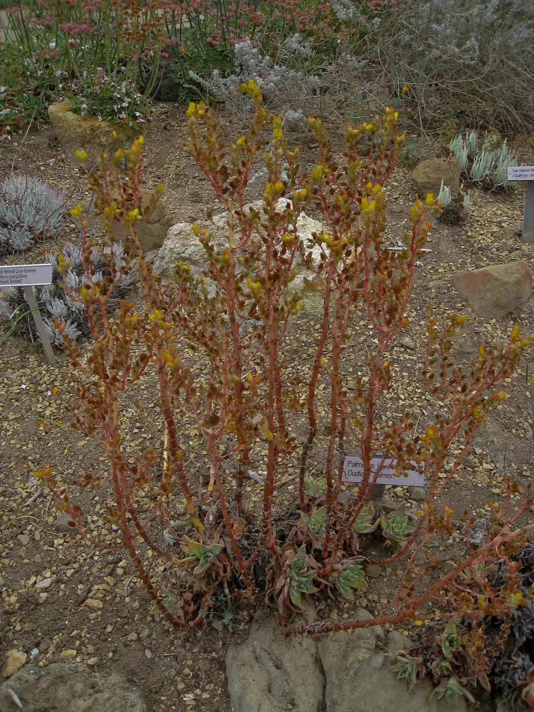 Dudleya palmeri in flower in Dudleya display