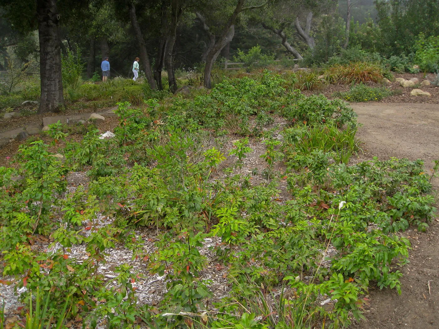 Berberis aquifolium patch in Meadow View