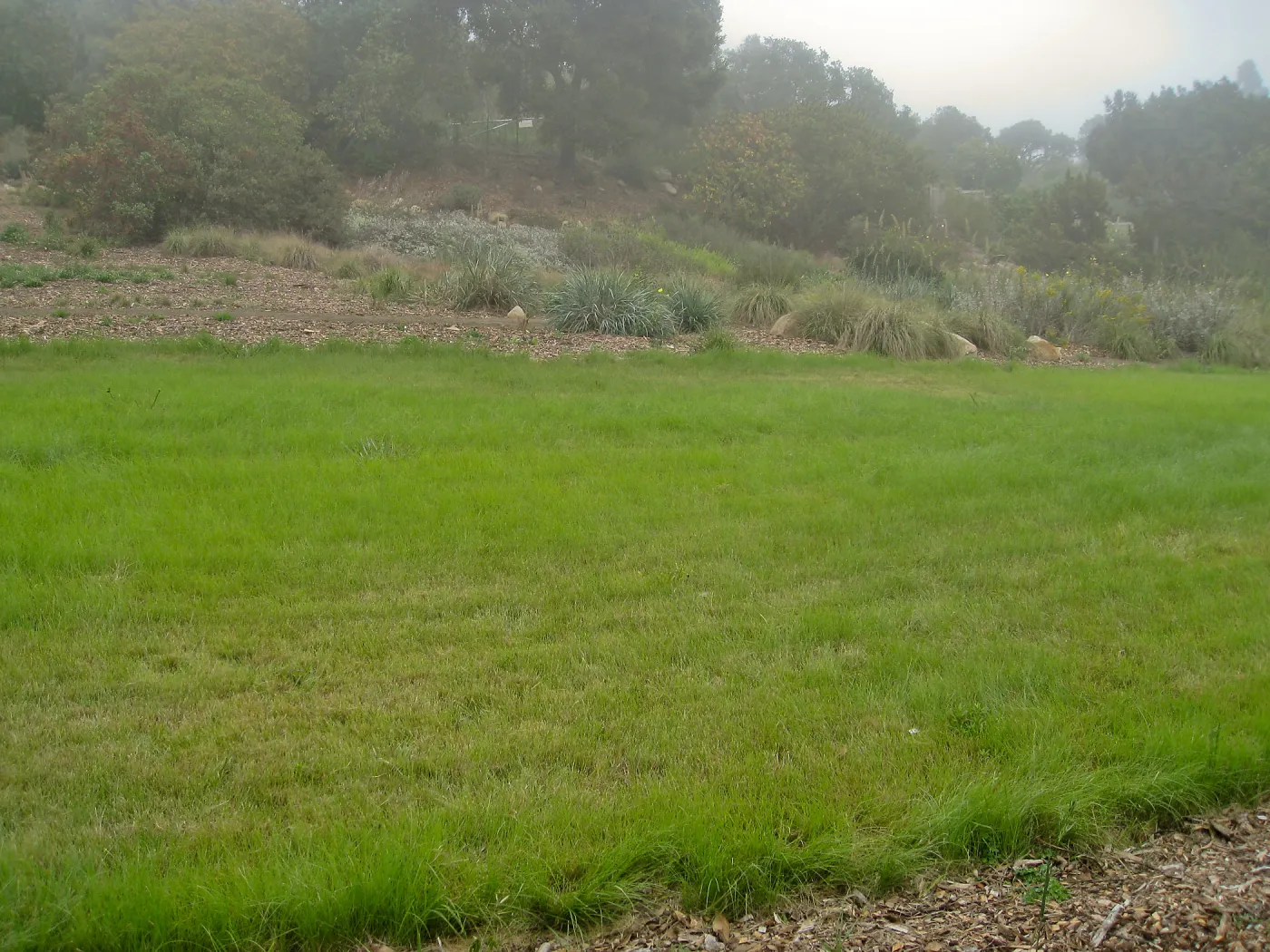 Bouteloua graciils lawn