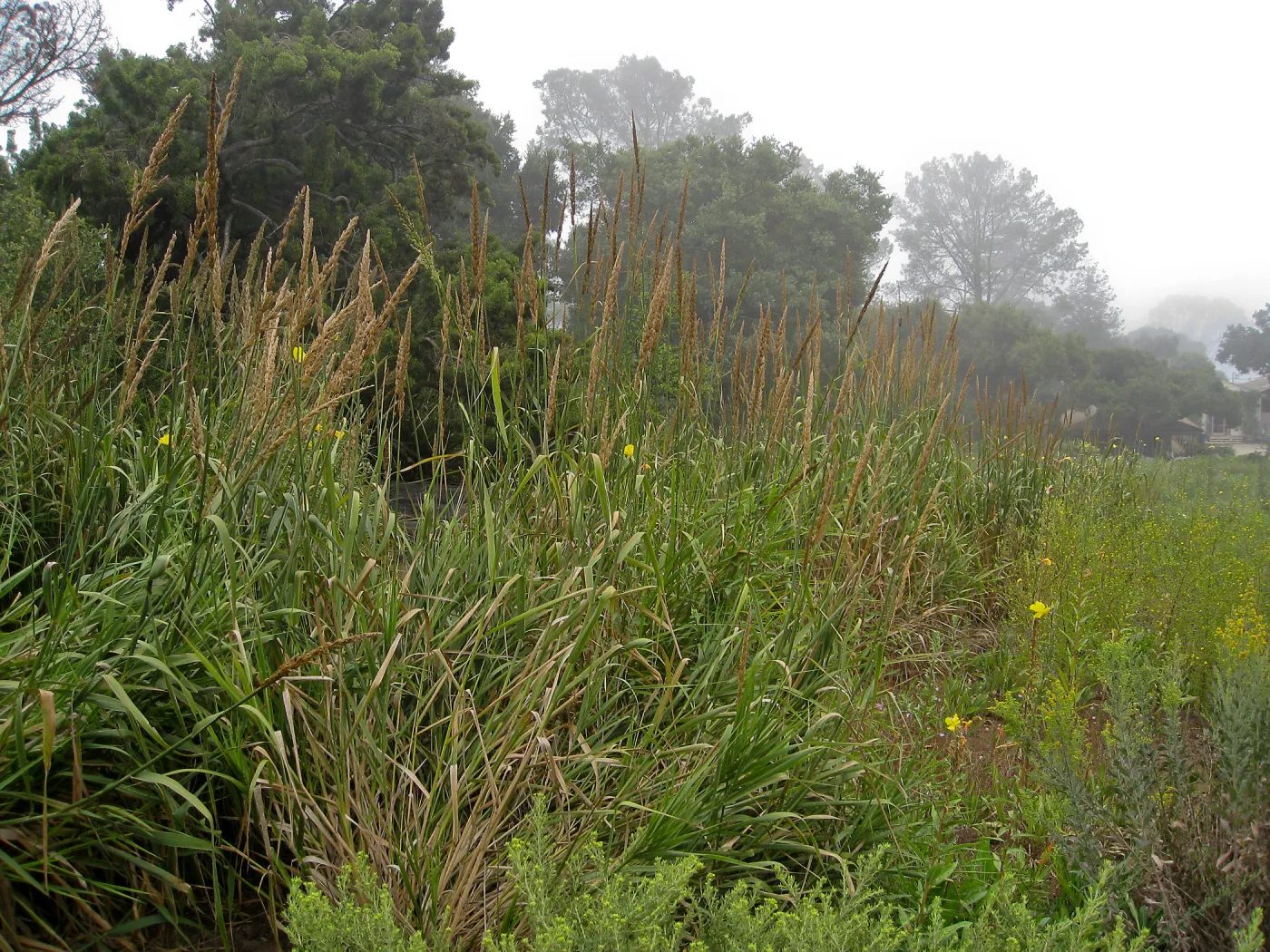Leymus condensatus in Meadow