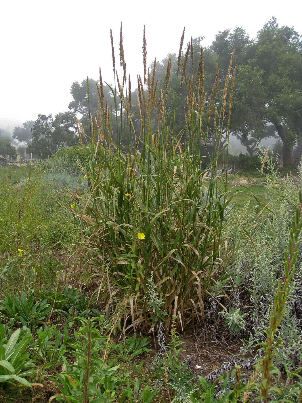 Leymus condensatus in Meadow