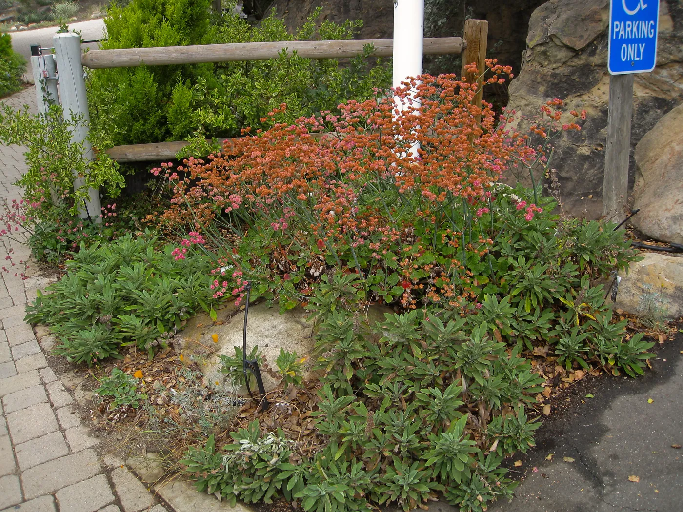 Red flowered buckwheat (Eriogonum grande rubescens) at entrance