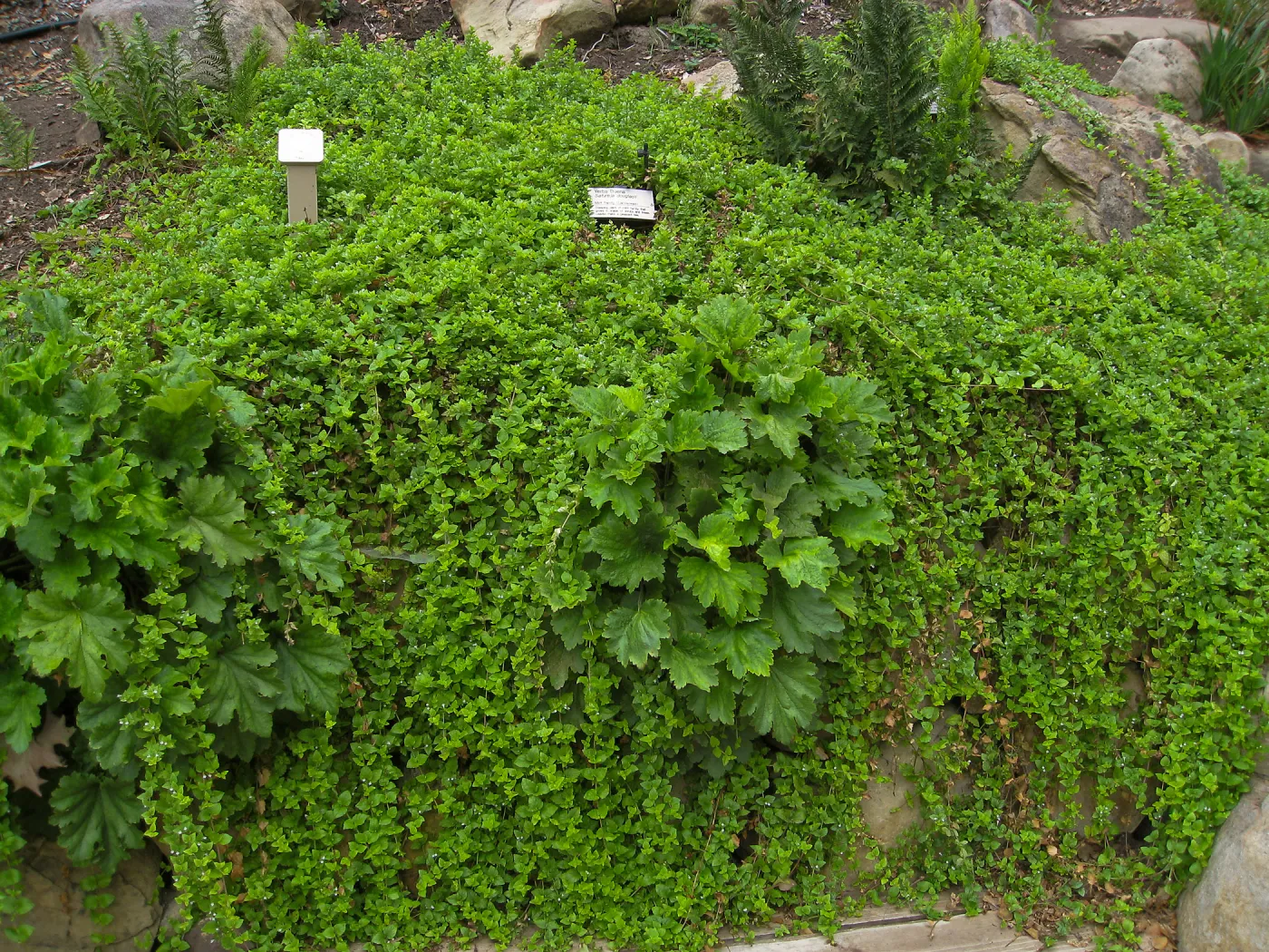 Heuchera and Satureja douglasii in Arroyo Section