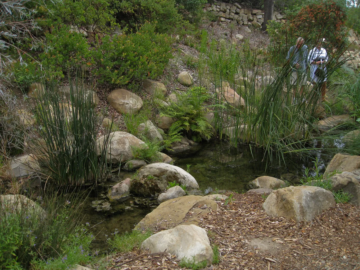 Discovery Garden pond in the Arroyo