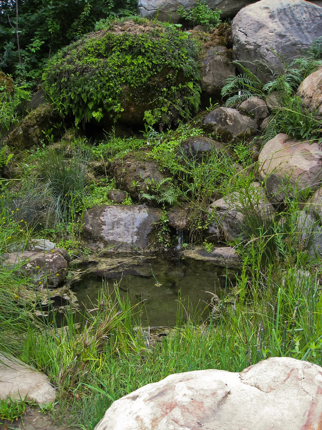 Seep in Discovery Garden, Arroyo