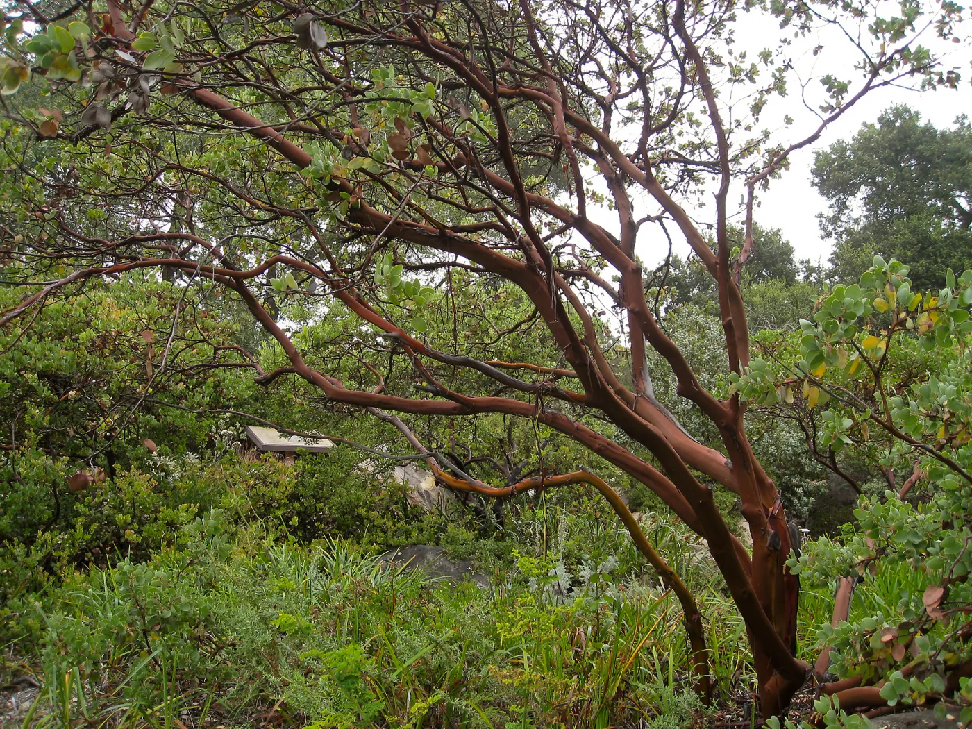 Manzanita in Home Demonstration Garden