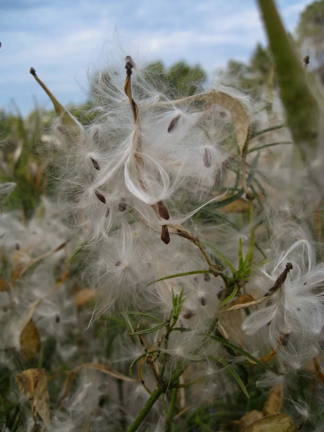  Asclepias fascicularis, close up of opened seed pods, at SBBG