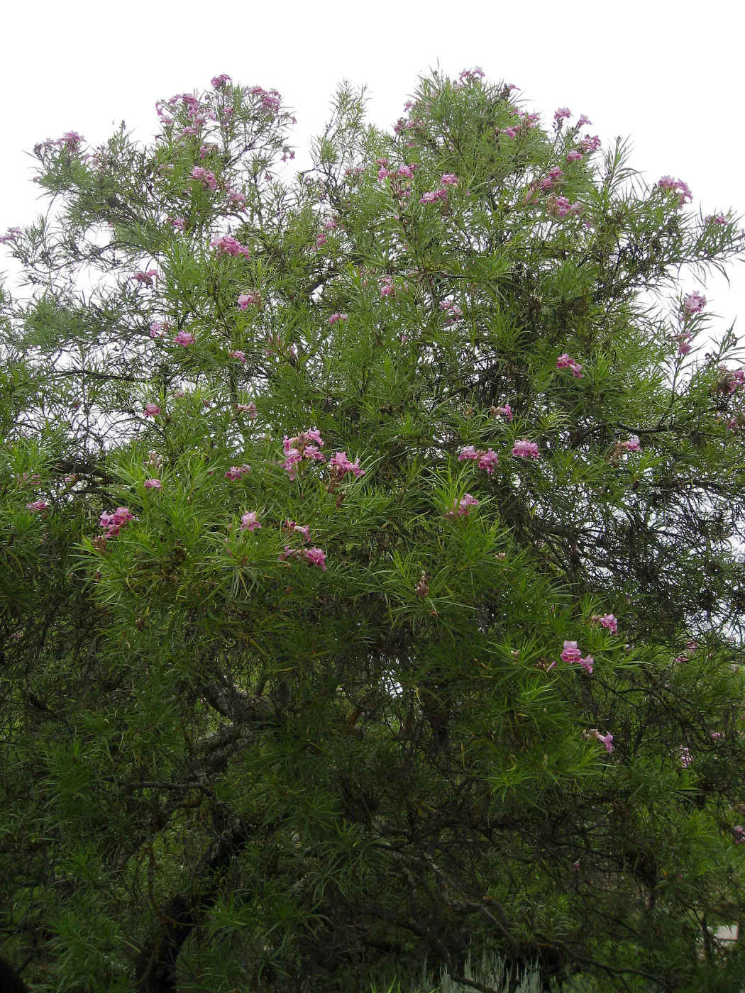 Chilopsis linearis, Desert Section, SBBG