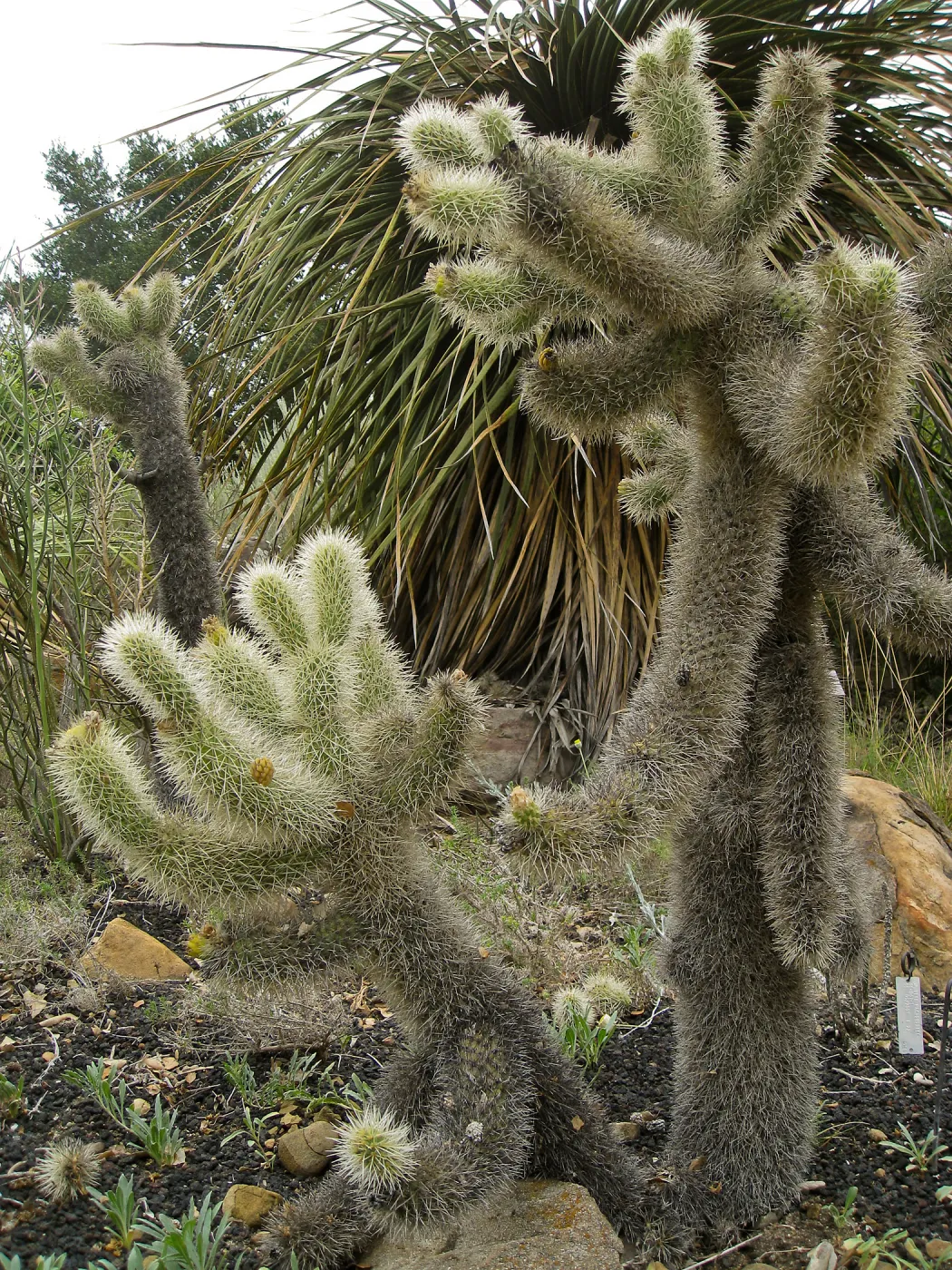 Opuntia bigelovii, jumping cholla, Desert Section at SBBG