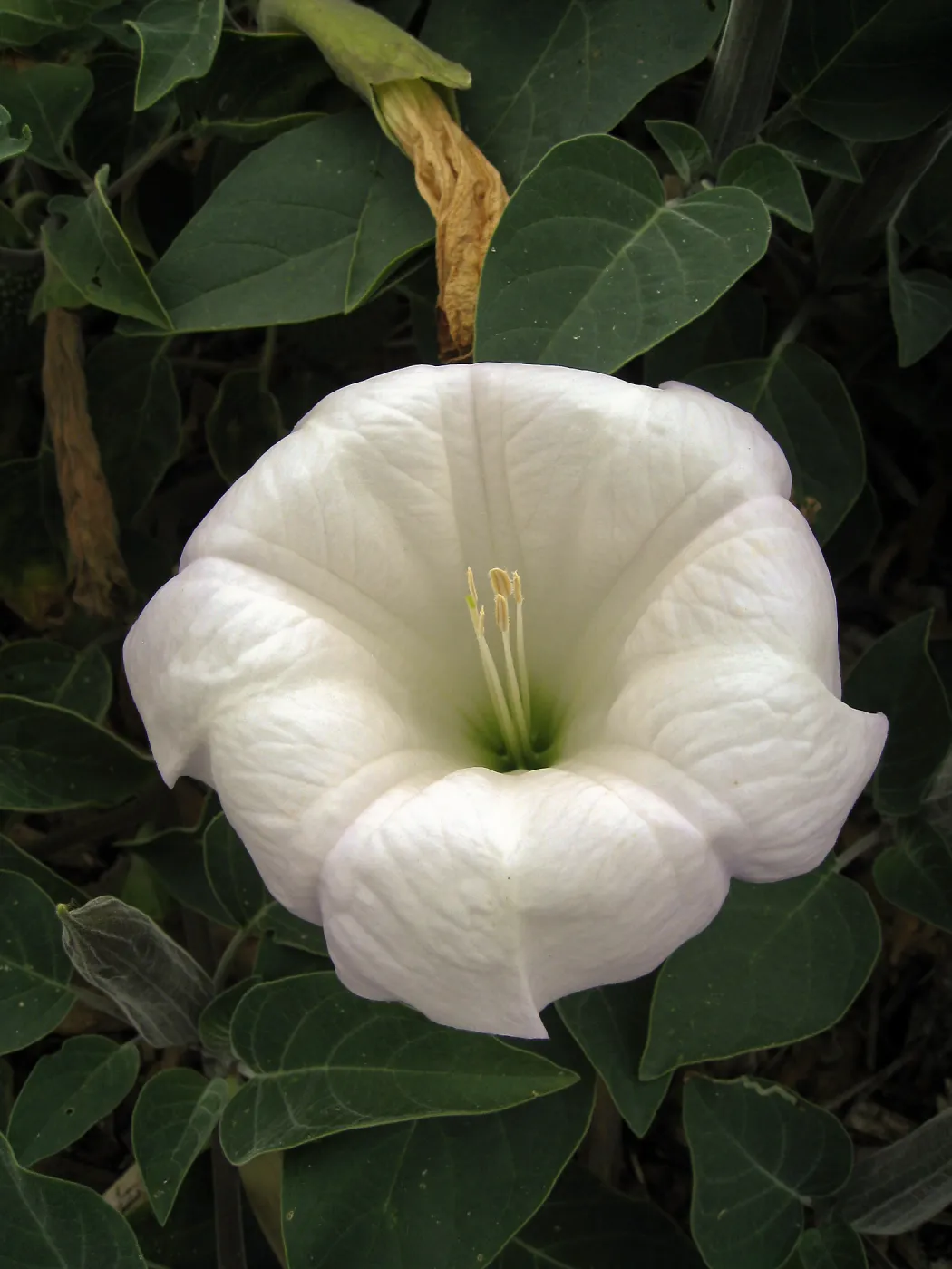 Datura wrightii, jimson weed, at SBBG