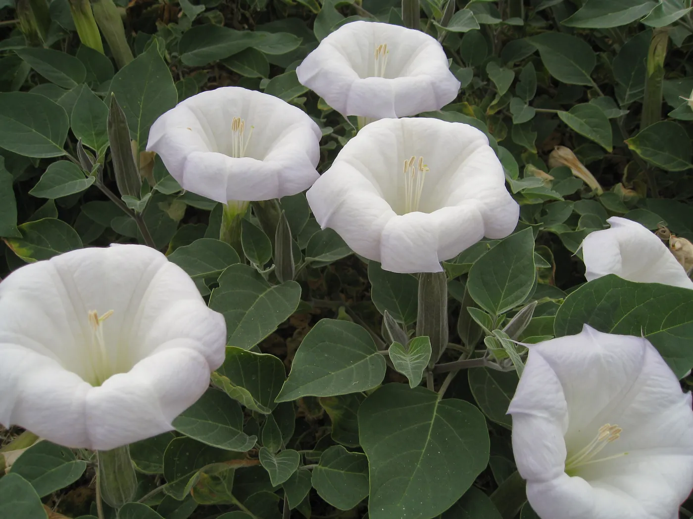 Datura wrightii, jimson weed, at SBBG