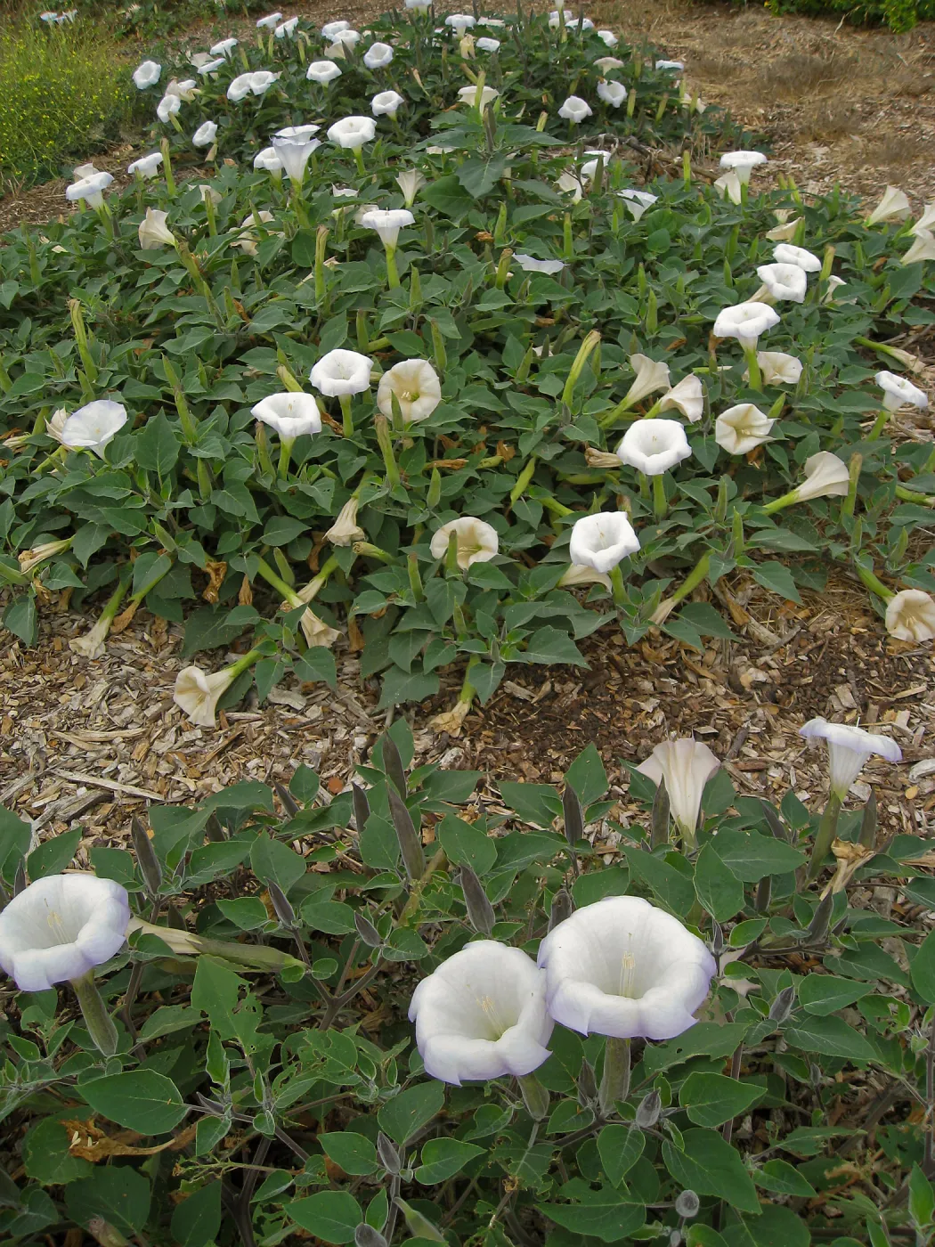 Datura wrightii, jimson weed, at SBBG