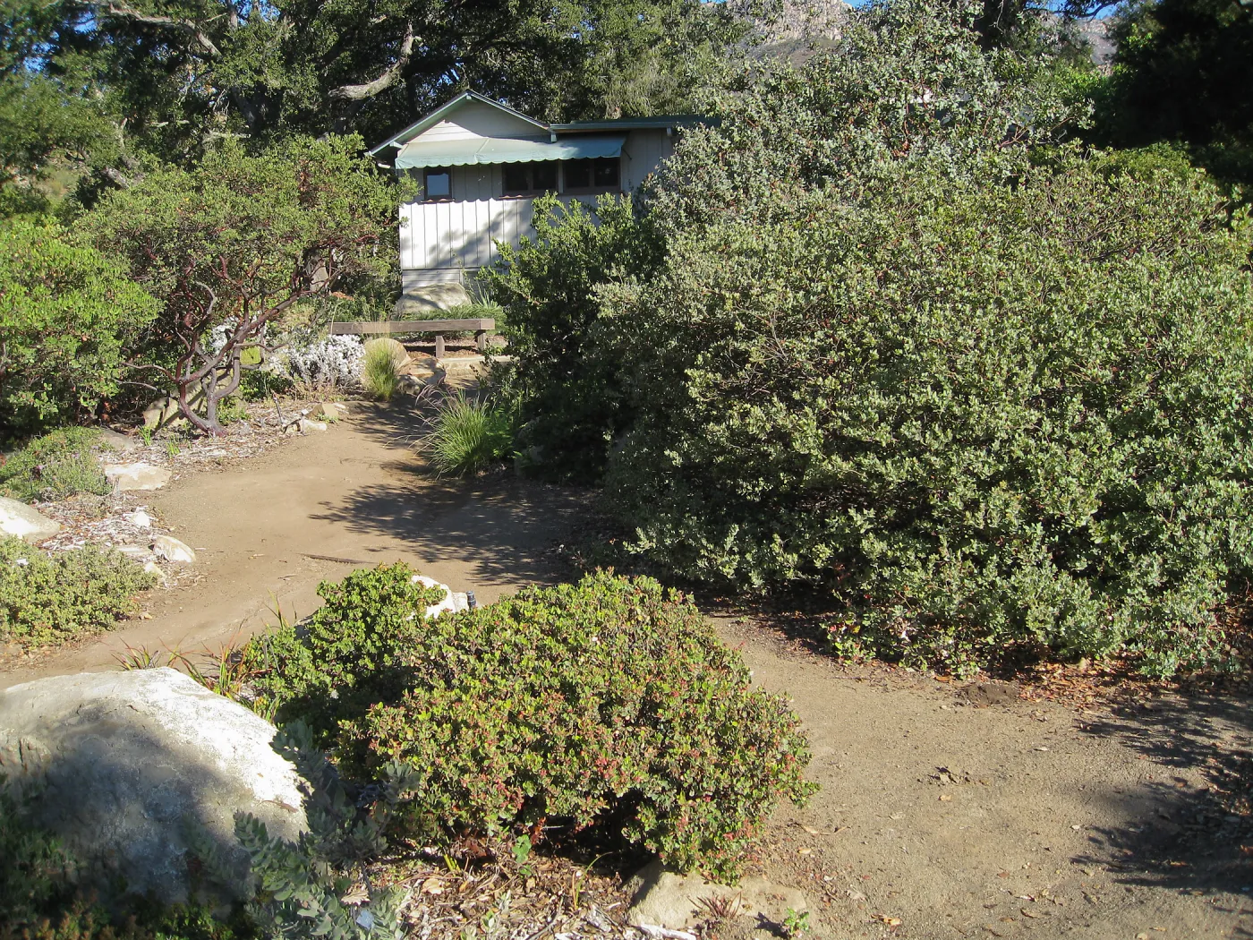 Manzanita section, SBBG