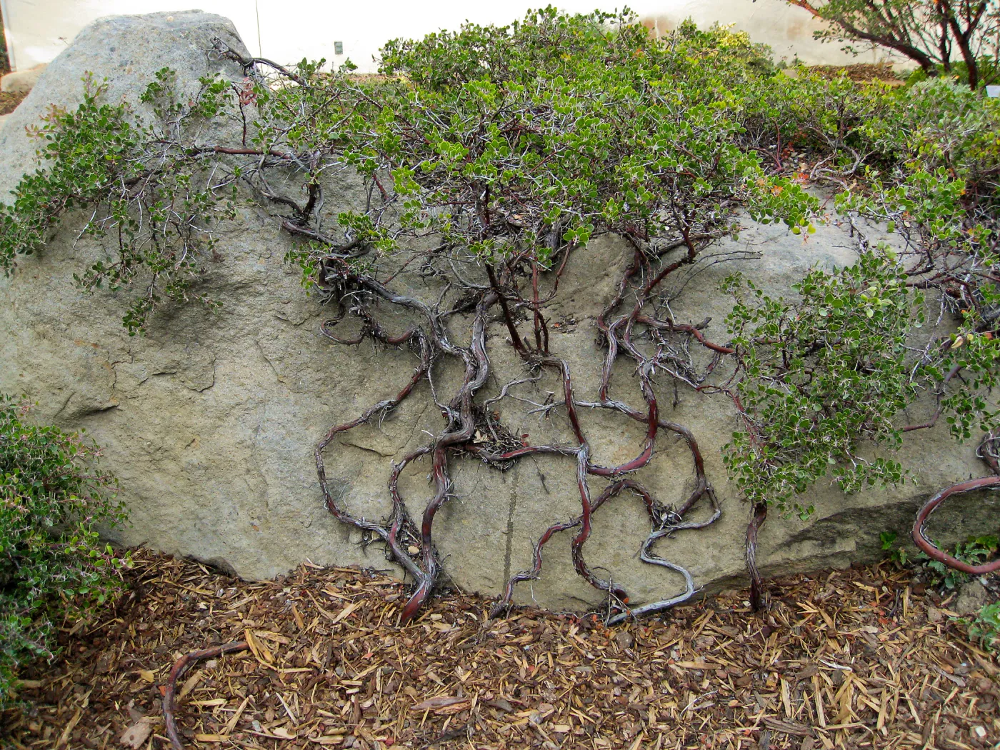 Home Demo Garden Manzanita against boulder,Manzanita Section, SBBG