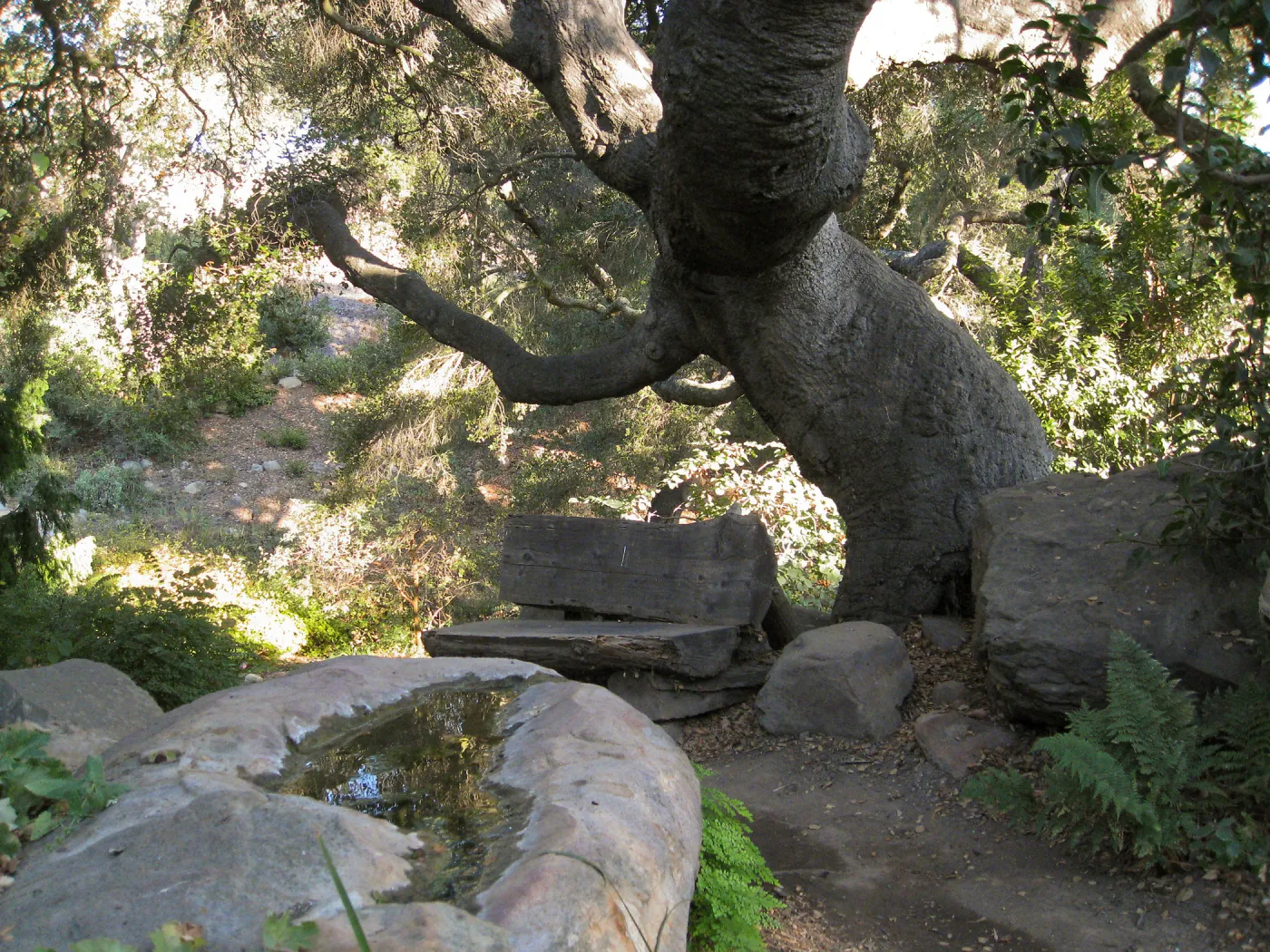 Manzanita section,old log bench under the oaks, SBBG