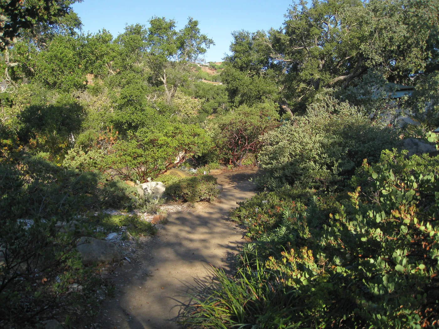 Manzanita section, SBBG