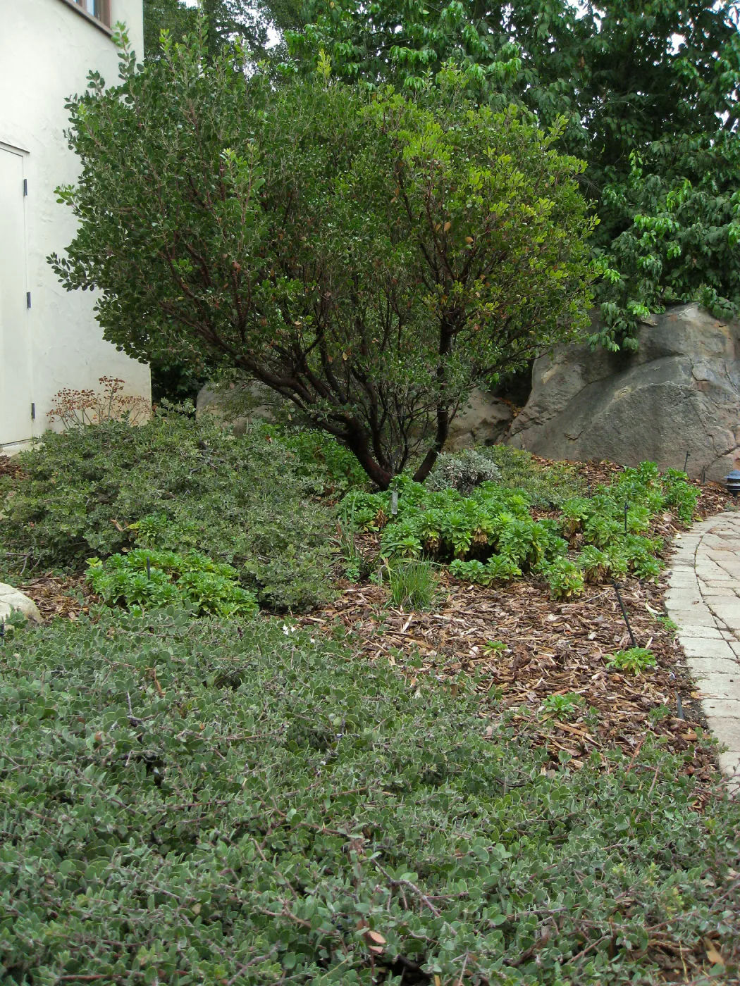 Home Demo Garden, Arctostaphylos Monica, Arcto Arroyo Cascade