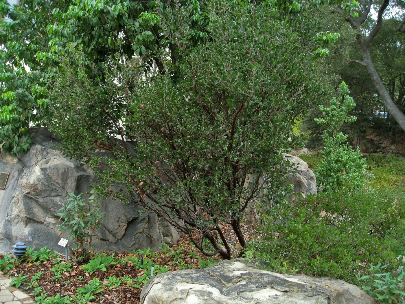 Home Demo Garden, Arctostaphylos 'Monica'