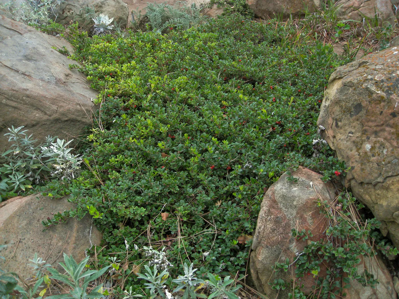 Home Demo Garden, SBGG