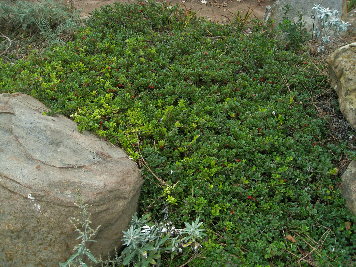 Home Demo Garden, SBGG