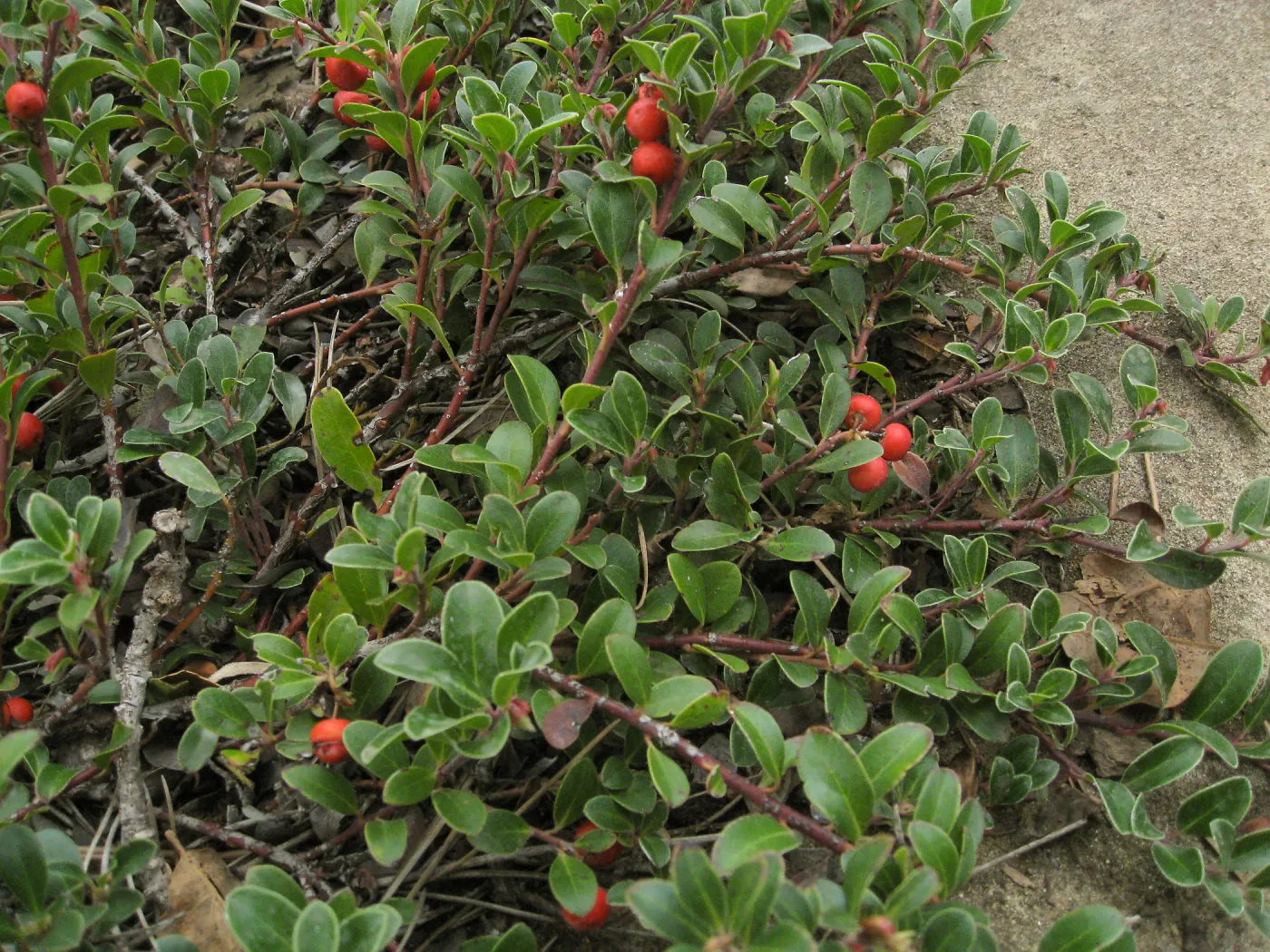 Home Demo Garden, SBGG