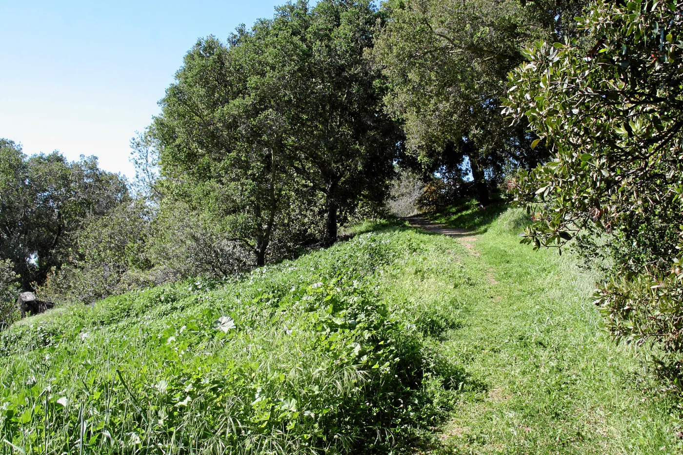 Porter Trail, East slope, south up path