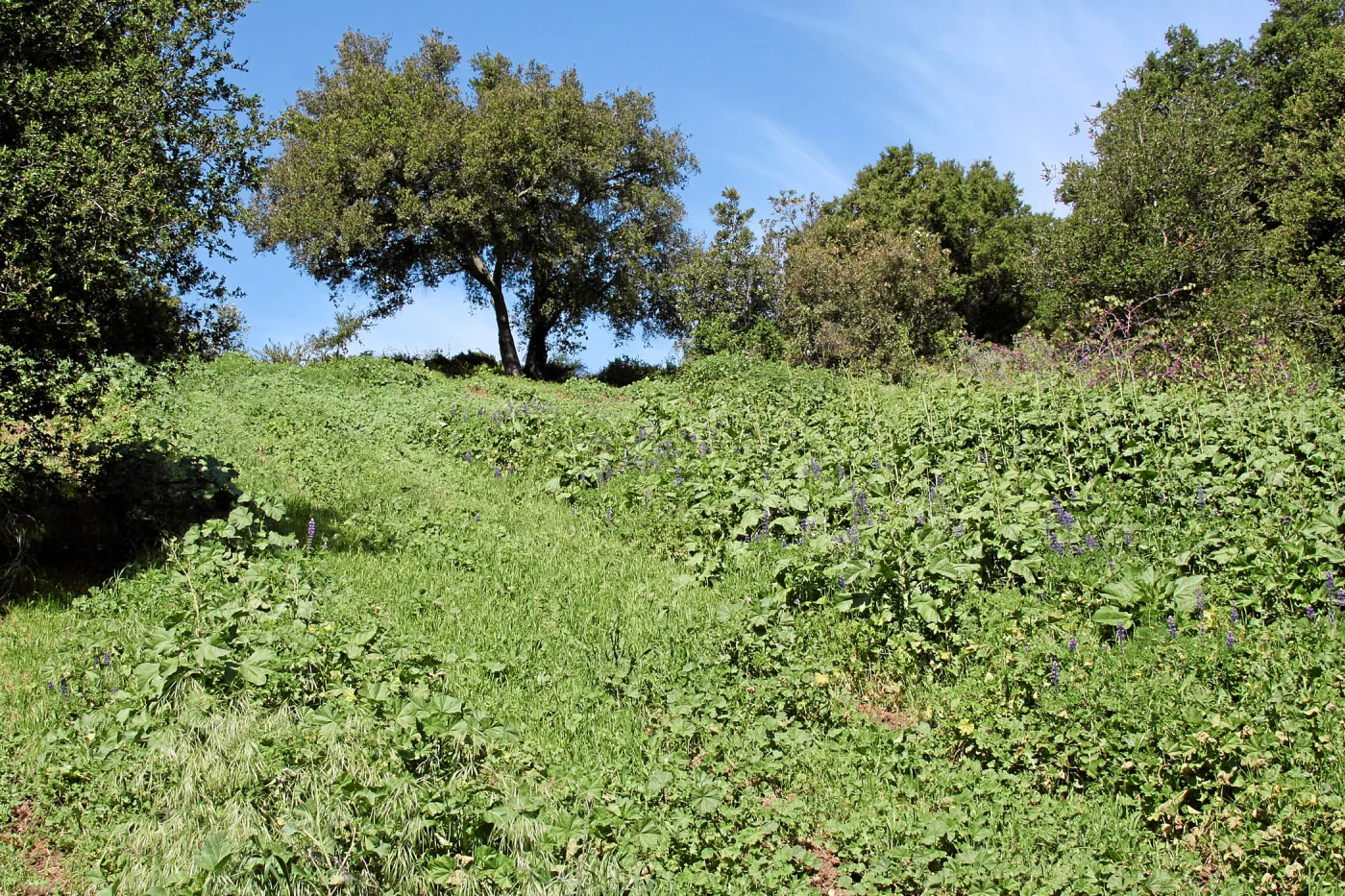 Porter Trail,East slope, lower path, west