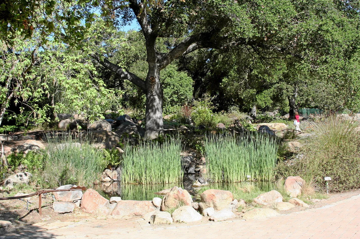 Meadow, Pond from main path, northwest