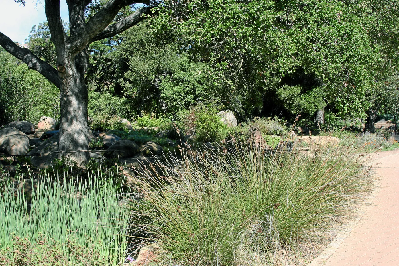 Meadow, Main path, northwest