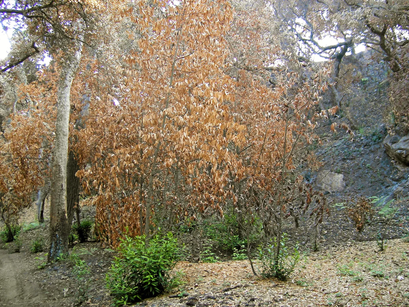 Fire damage in the Canyon. Stump sprouts