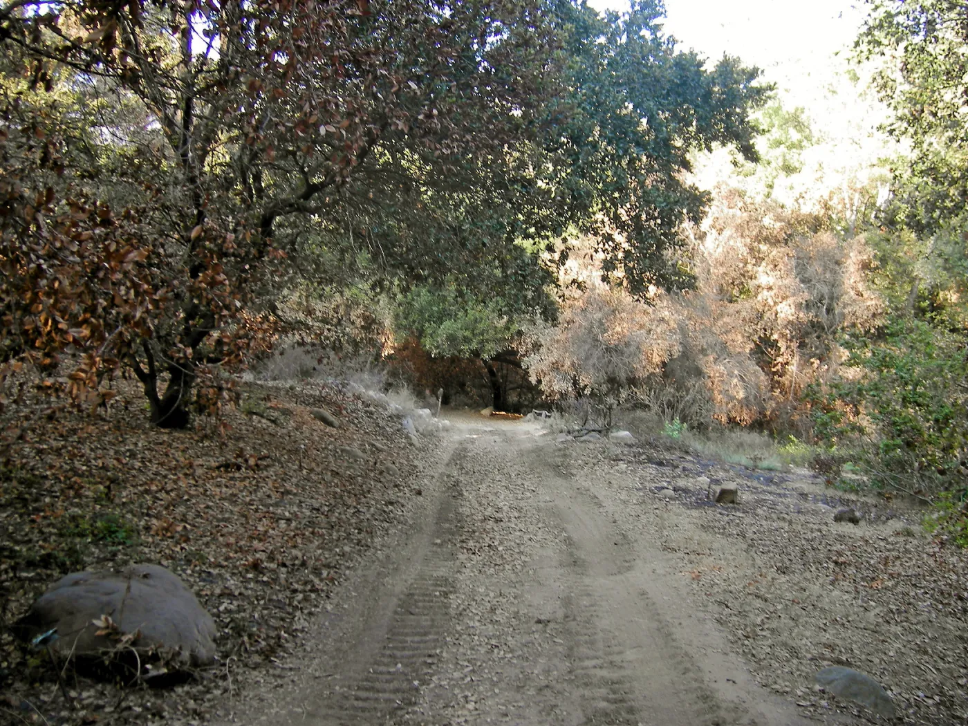 Fire damage in the Canyon - Island Section