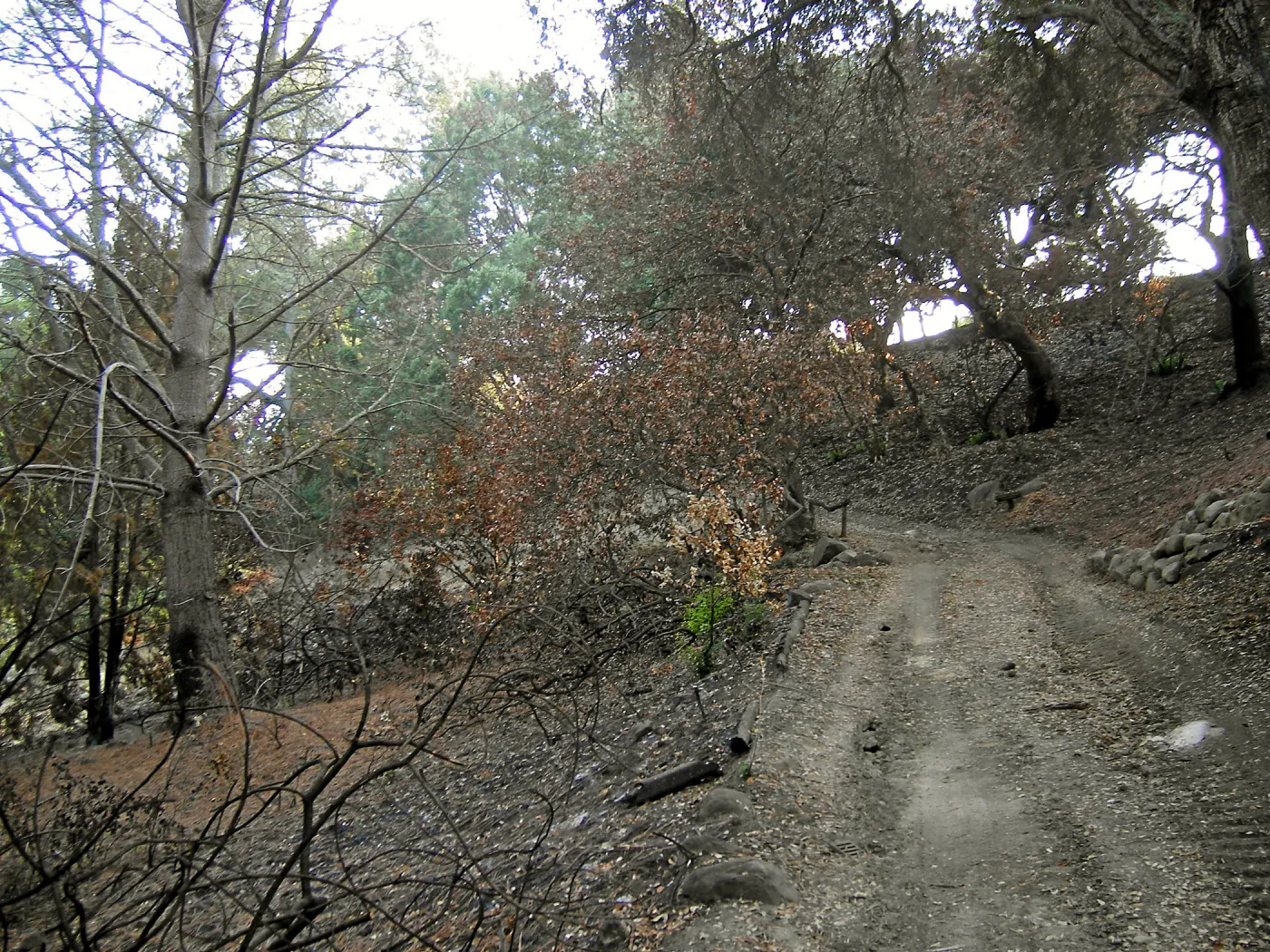 Fire damage in the Canyon - Island Section
