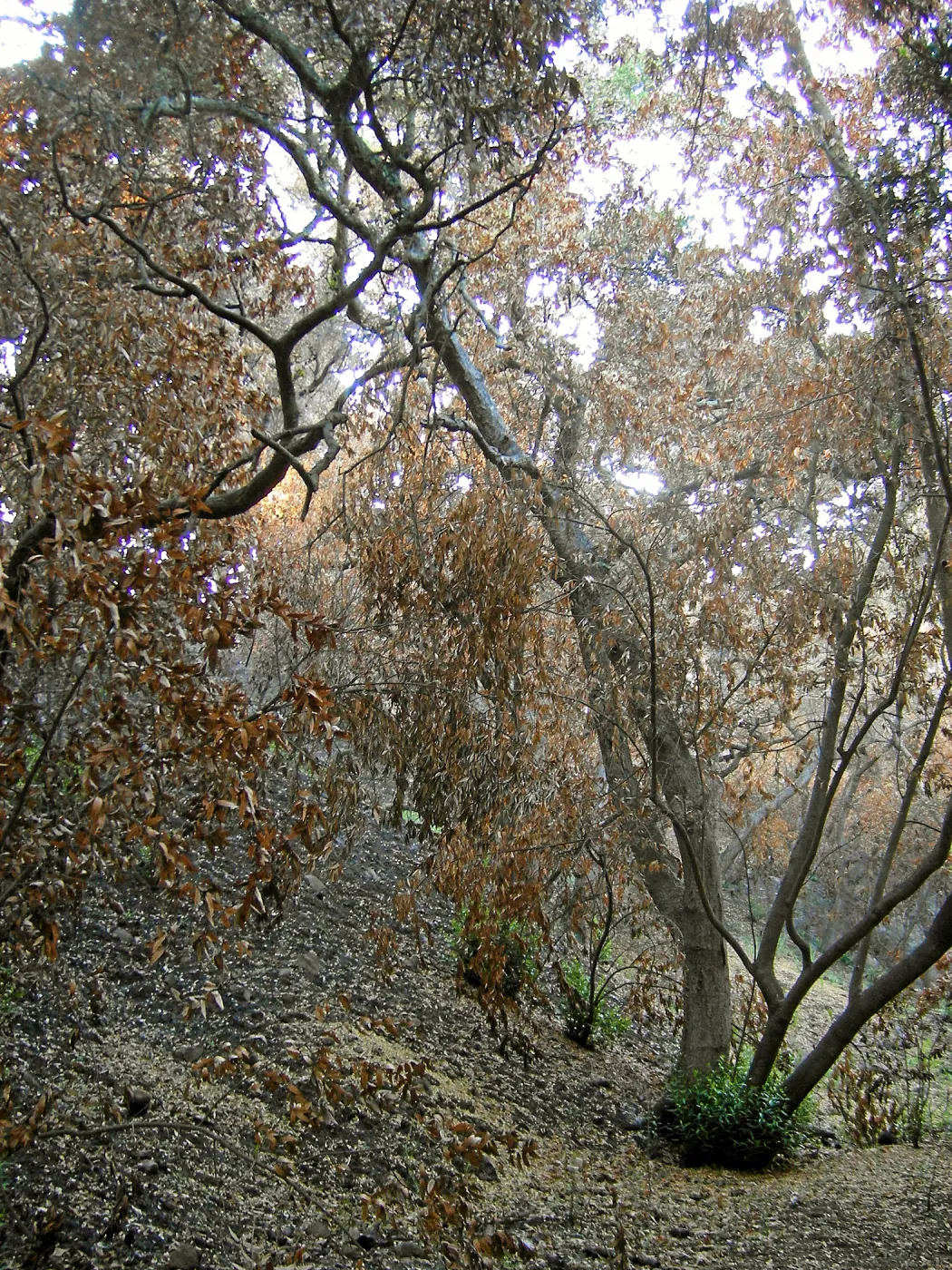 Fire damage in the Island Section