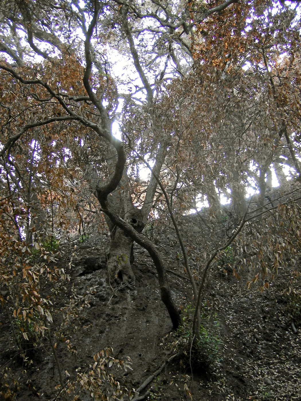 Fire damage in the Island Section