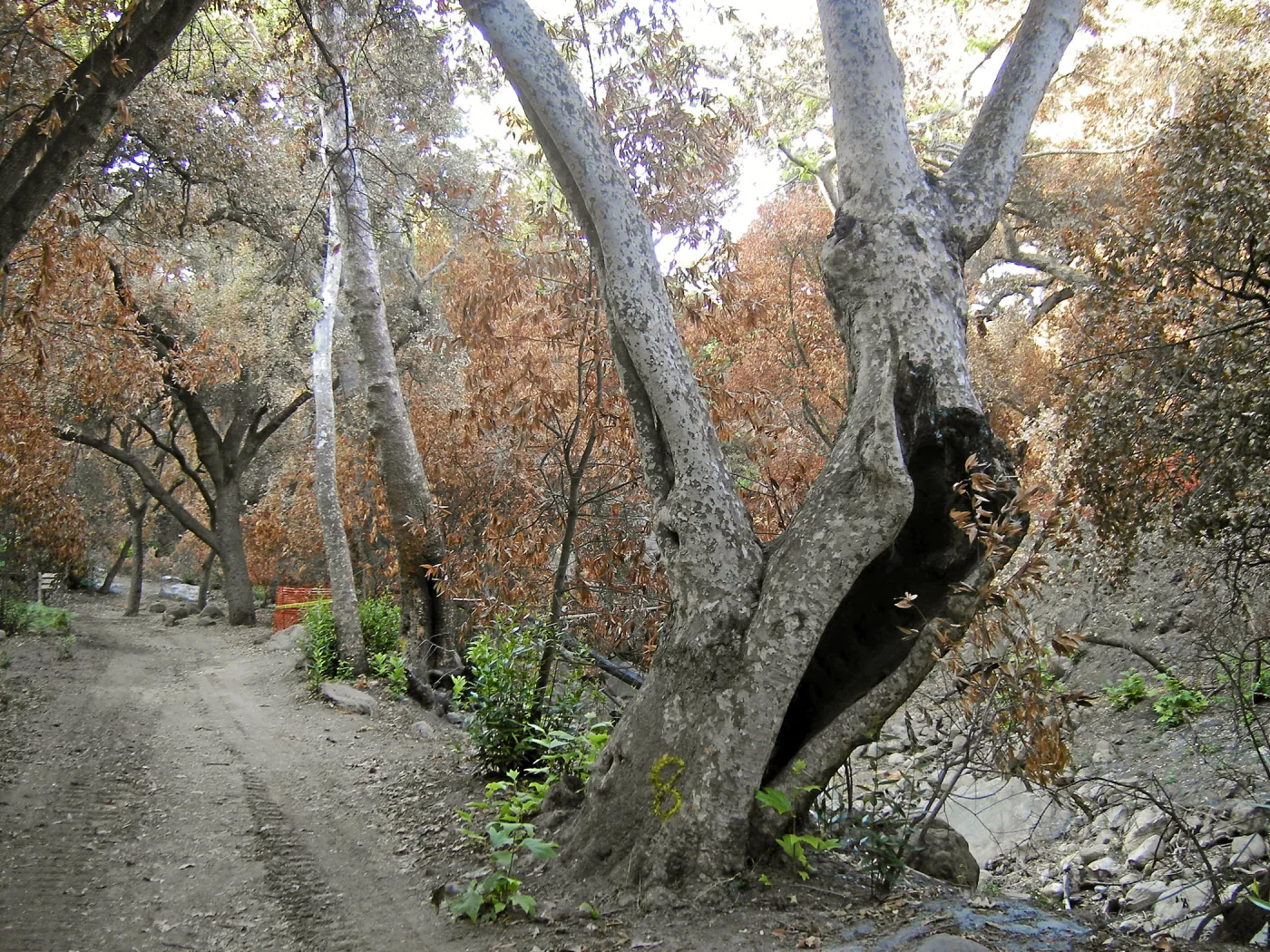 Fire damage in the Canyon