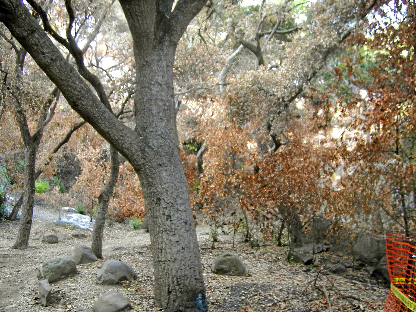 Fire damage in the Canyon