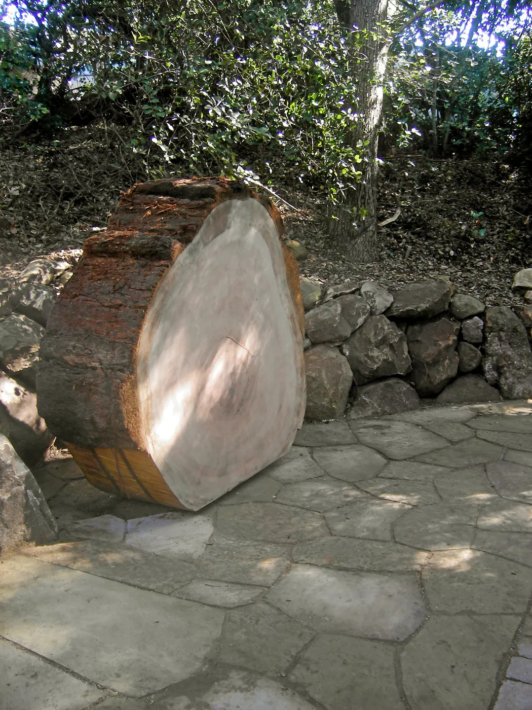 Redwood log in Arroyo Section